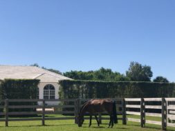 Feeding the Stallion to Maximise Performance and Fertility