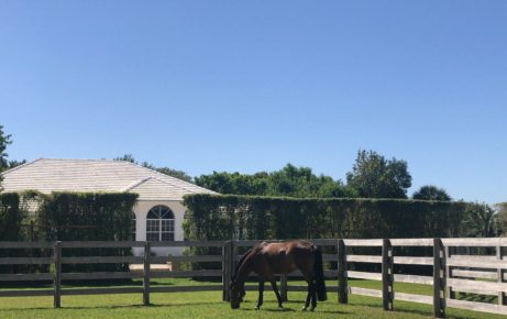 Feeding the Stallion to Maximise Performance and Fertility