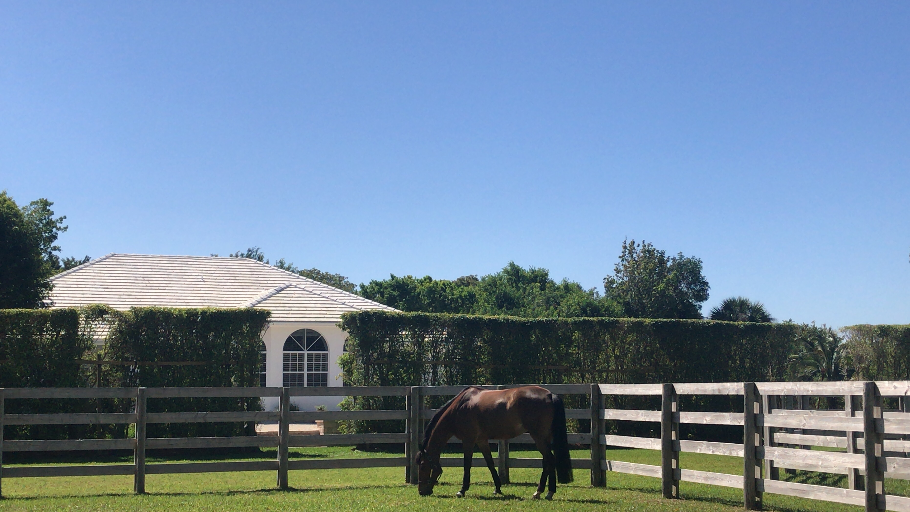 Feeding the Stallion to Maximise Performance and Fertility